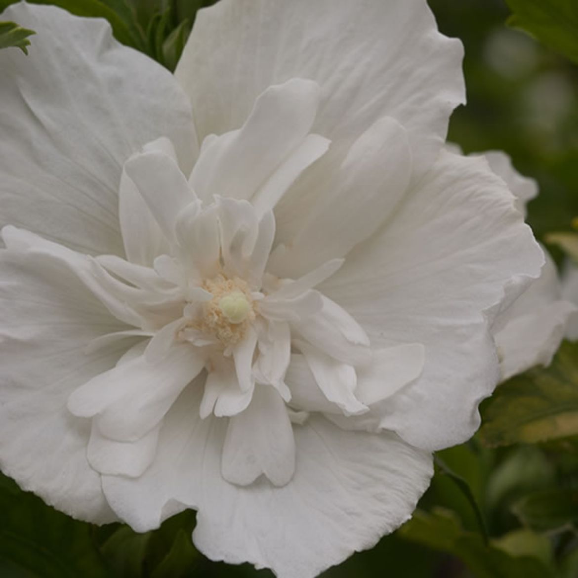 Picture of Hibiscus syr. White Chiffon®