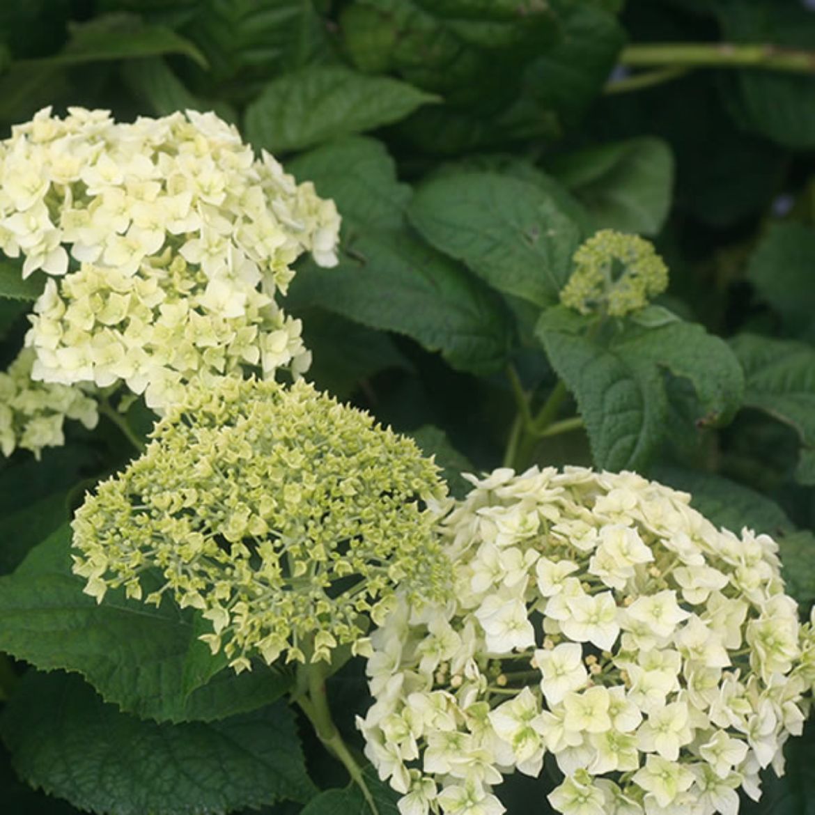 Picture of Hydrangea arb. 'Annabelle'