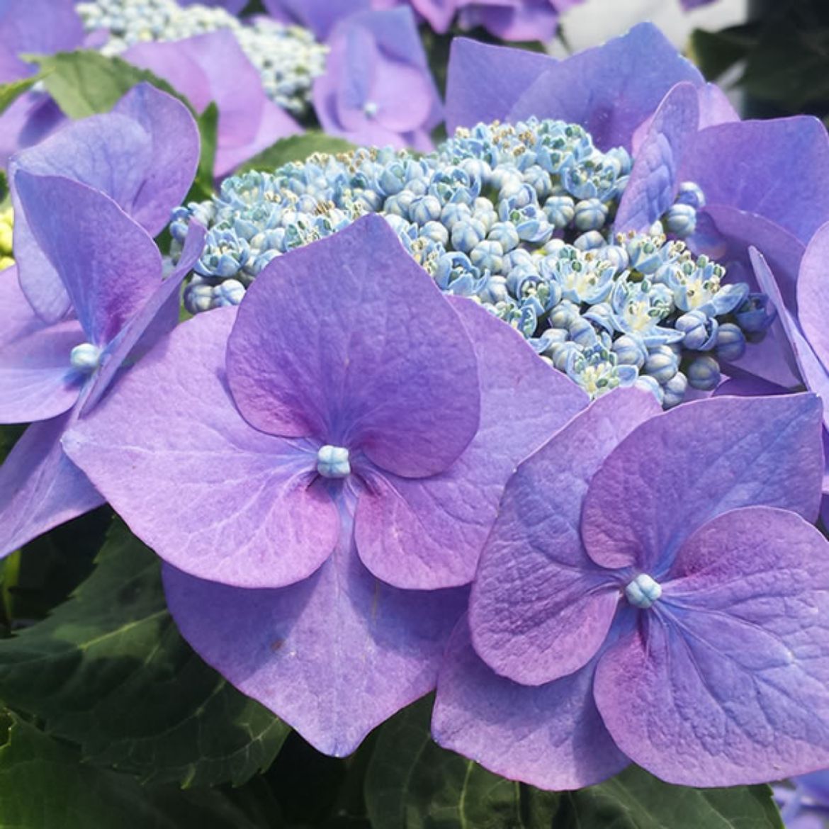 Picture of Hydrangea mac. 'Blaumeise'