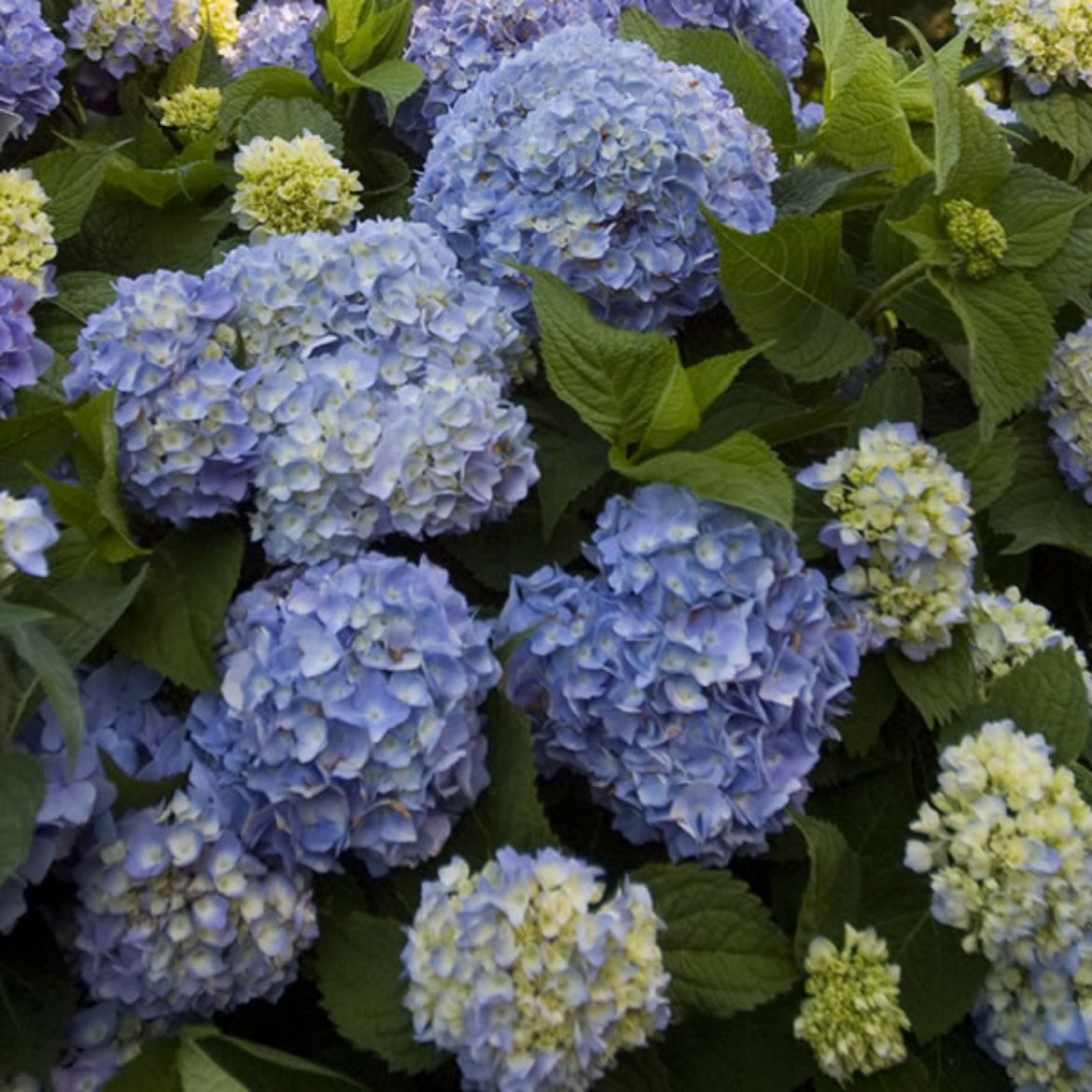 Picture of Hydrangea mac. Endless Summer®
