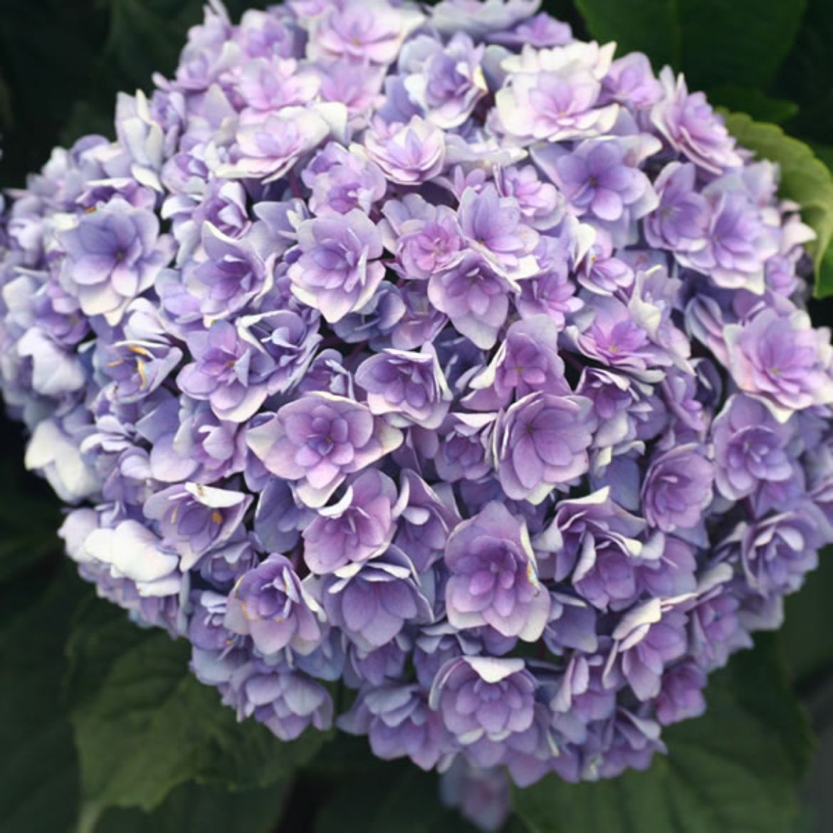 Picture of Hydrangea mac. 'Together'