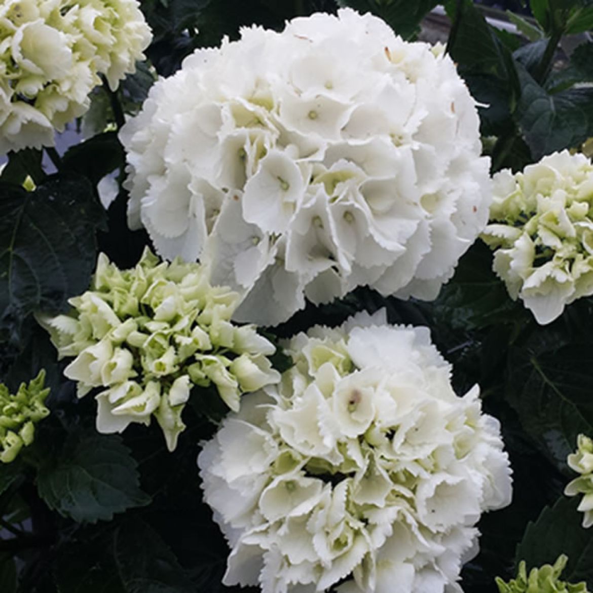Picture of Hydrangea mac. 'White Out'