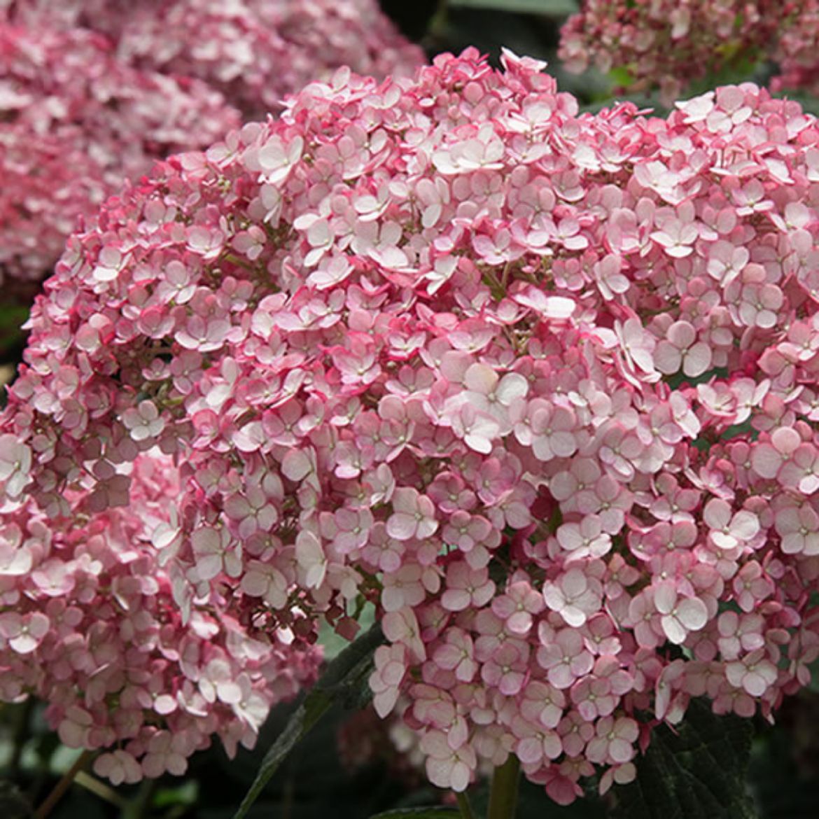 Picture of Hydrangea arb. Incrediball® Blush