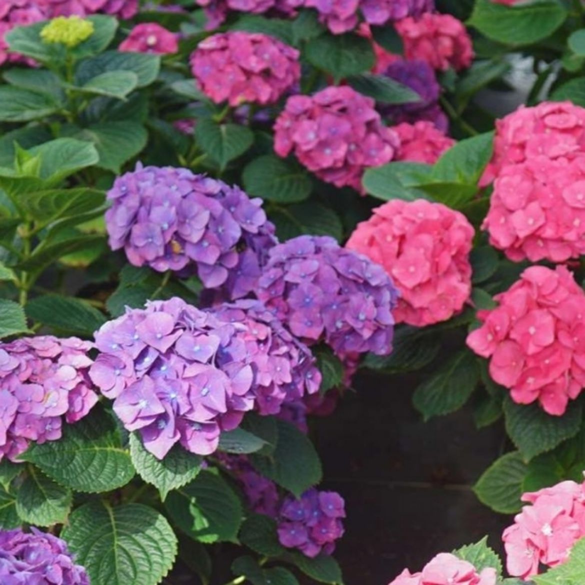 Picture of Hydrangea mac. Let's Dance Big Band®