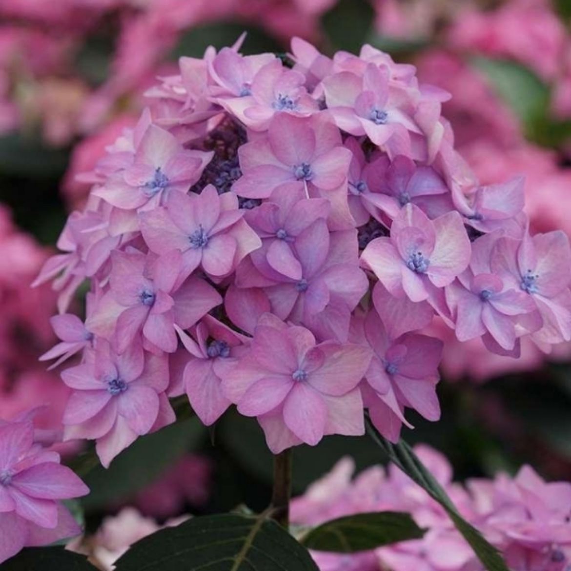 Picture of Hydrangea ser. Let's Dance Can Do!™