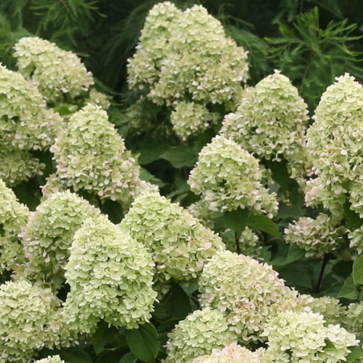 Picture of Hydrangea pan. Little Lime®