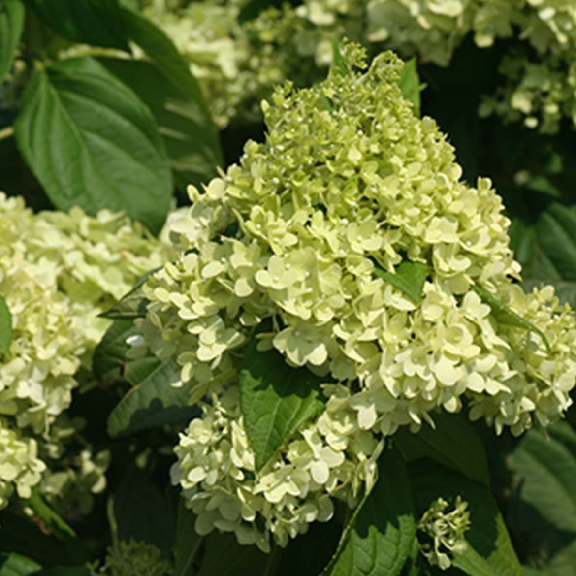 Picture of Hydrangea pan. 'Limelight'
