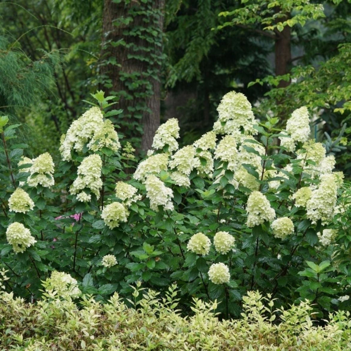 Picture of Hydrangea pan. Limelight Prime®