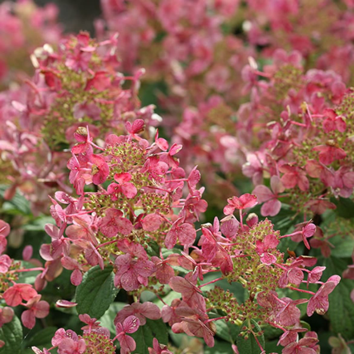 Picture of Hydrangea pan. Little Quick Fire®