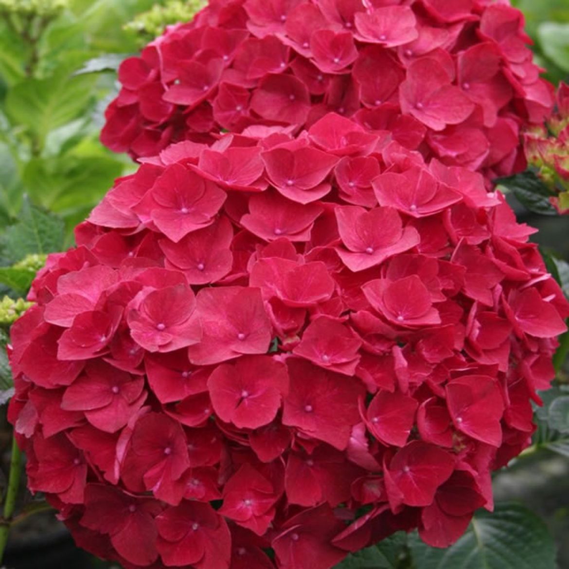 Picture of Hydrangea mac. Magical® Ruby Red