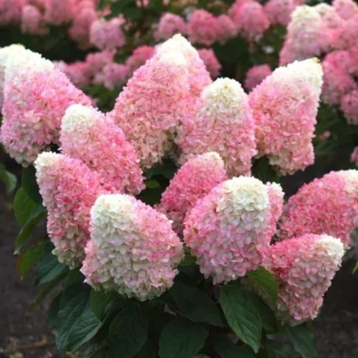 Picture of Hydrangea pan. WorryFree® Love-a-Lot™ Pink