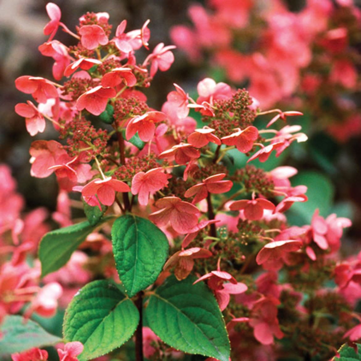 Picture of Hydrangea pan. Quick Fire®