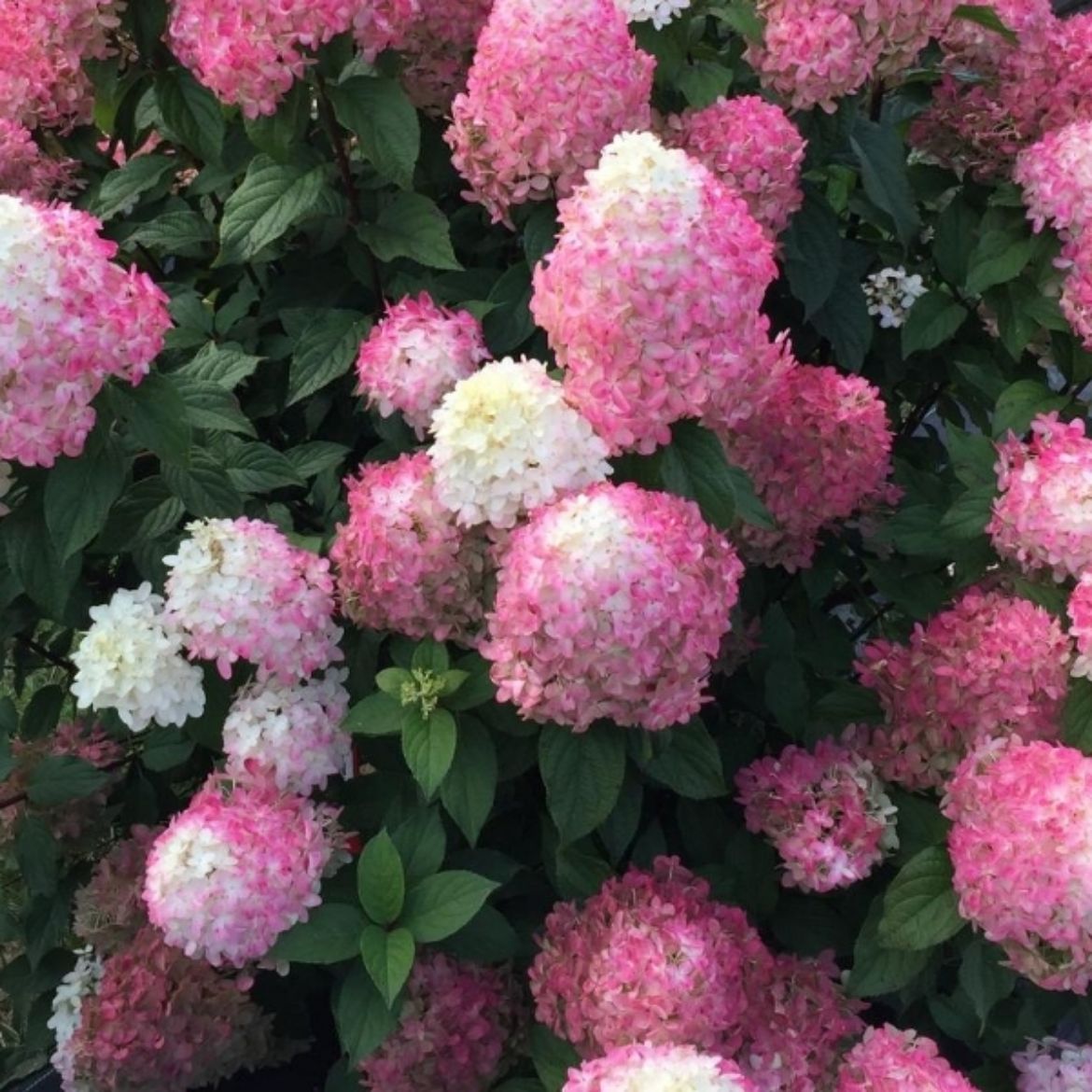 Picture of Hydrangea pan. Quick Fire Fab®