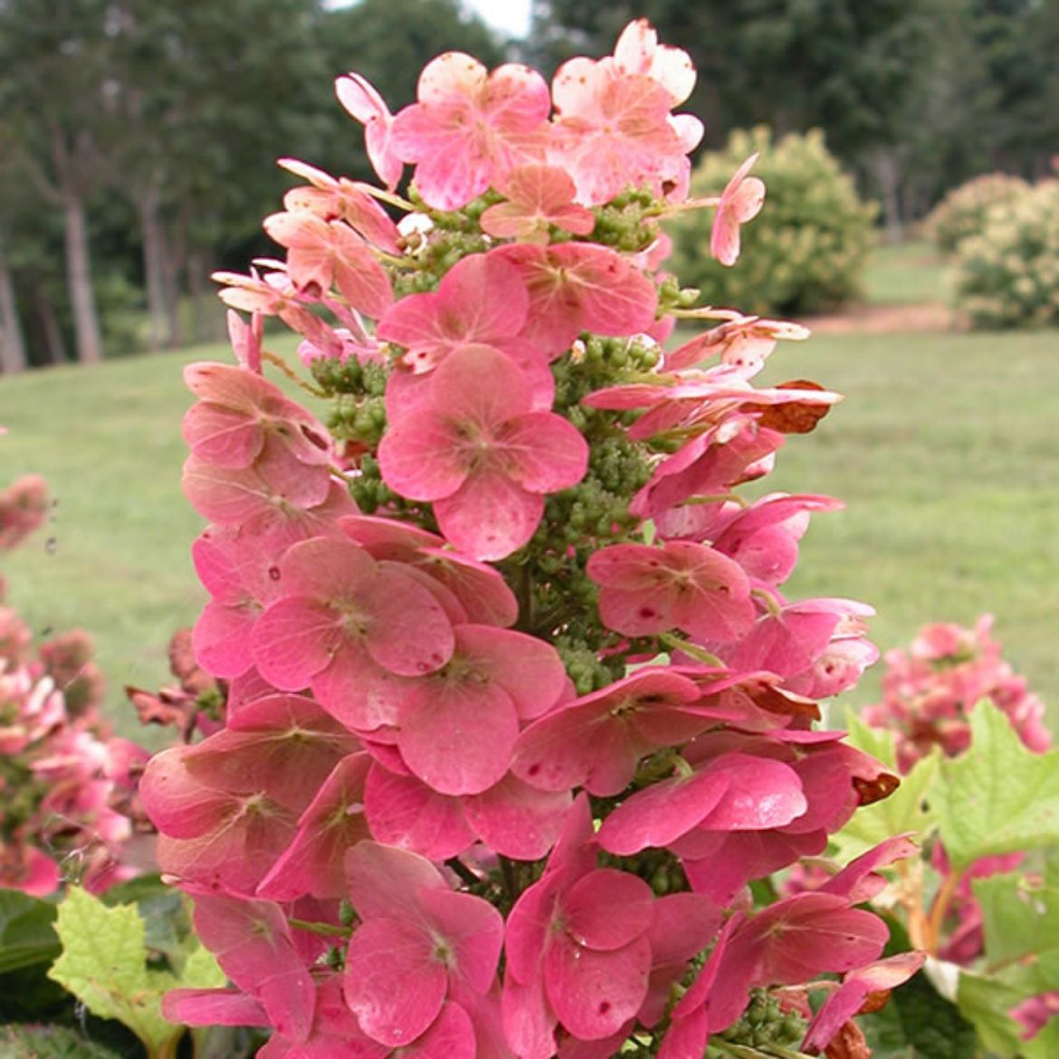 Picture of Hydrangea que. 'Ruby Slippers'