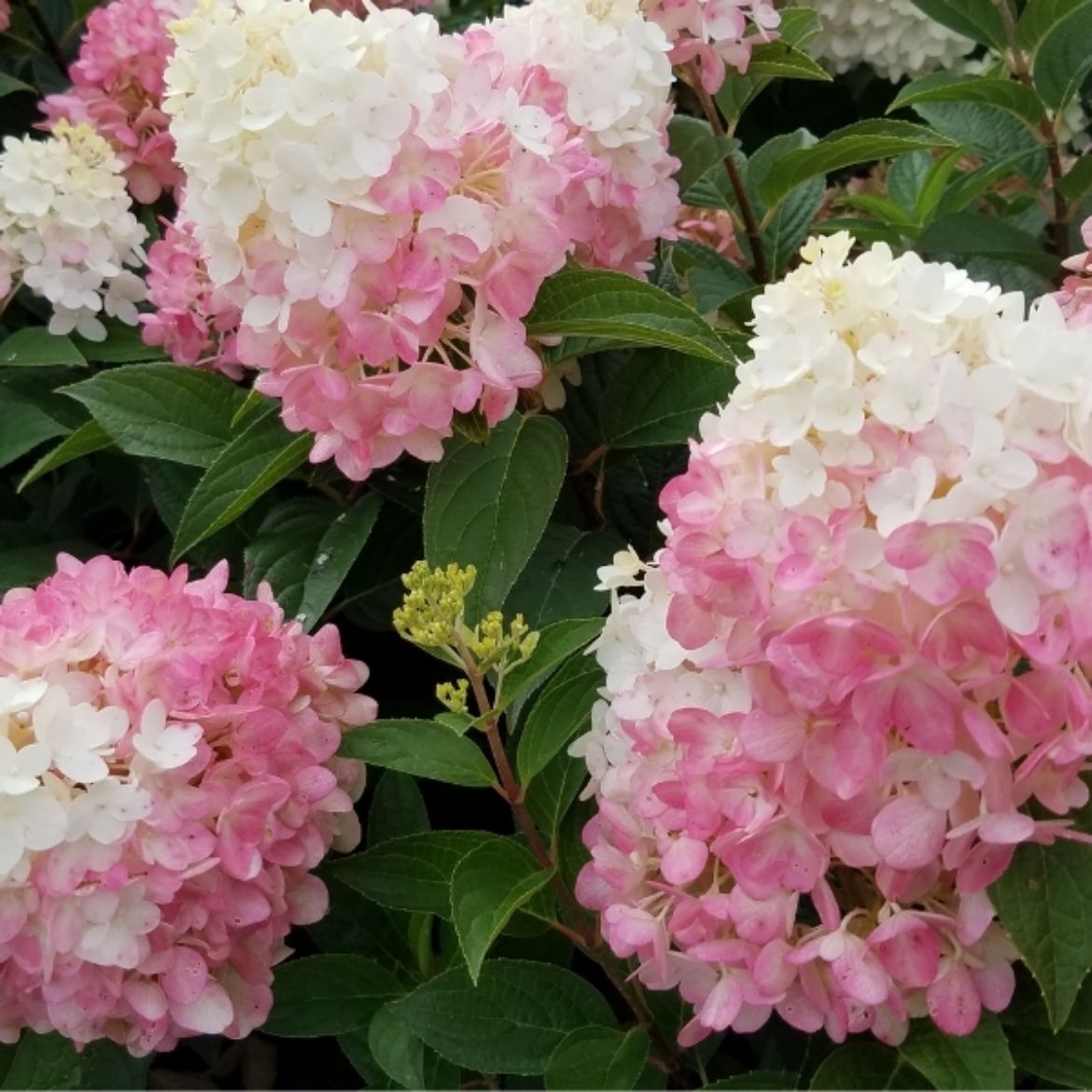 Picture of Hydrangea pan. WorryFree® 'Ruby Snow'