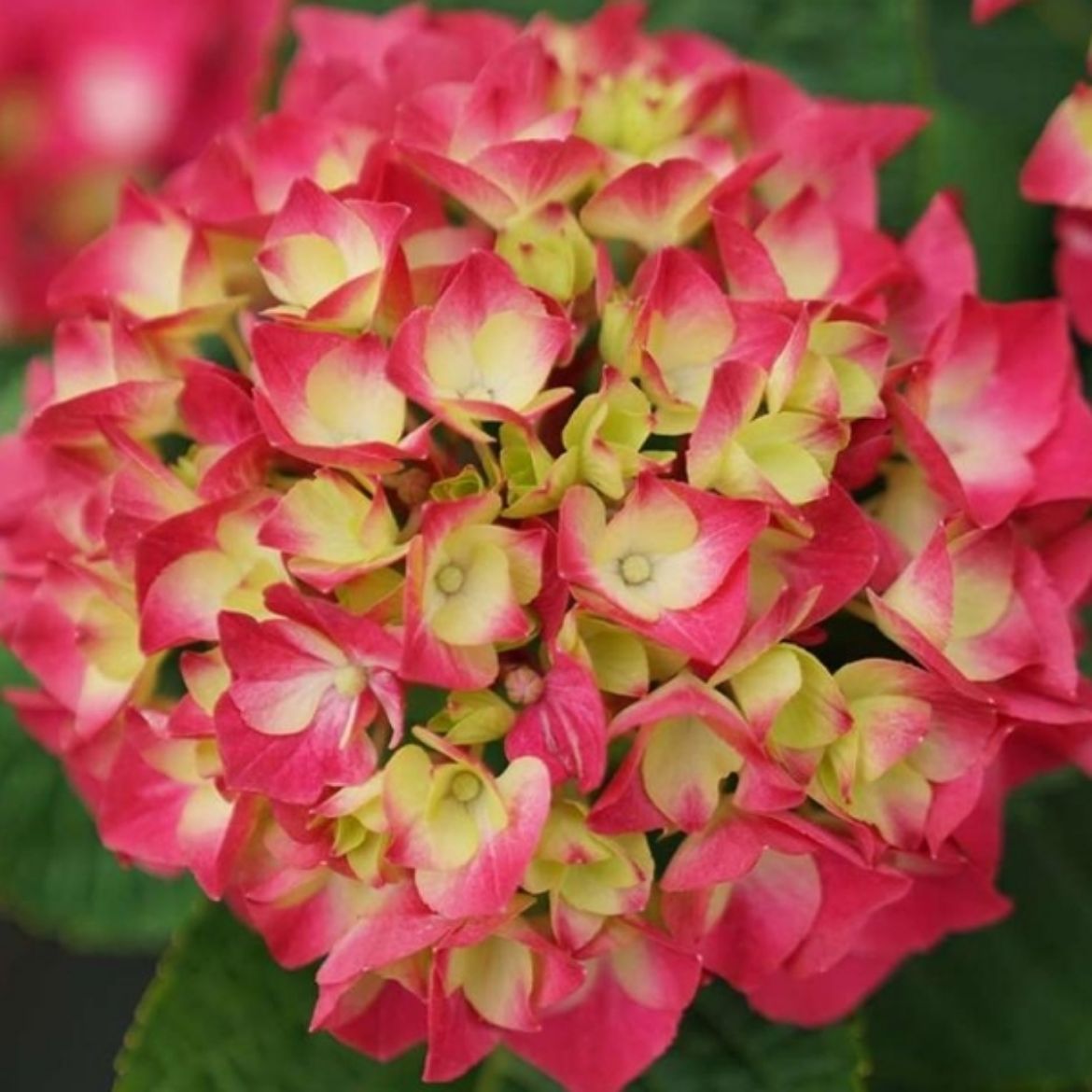 Picture of Hydrangea mac. Wee Bit Giddy®