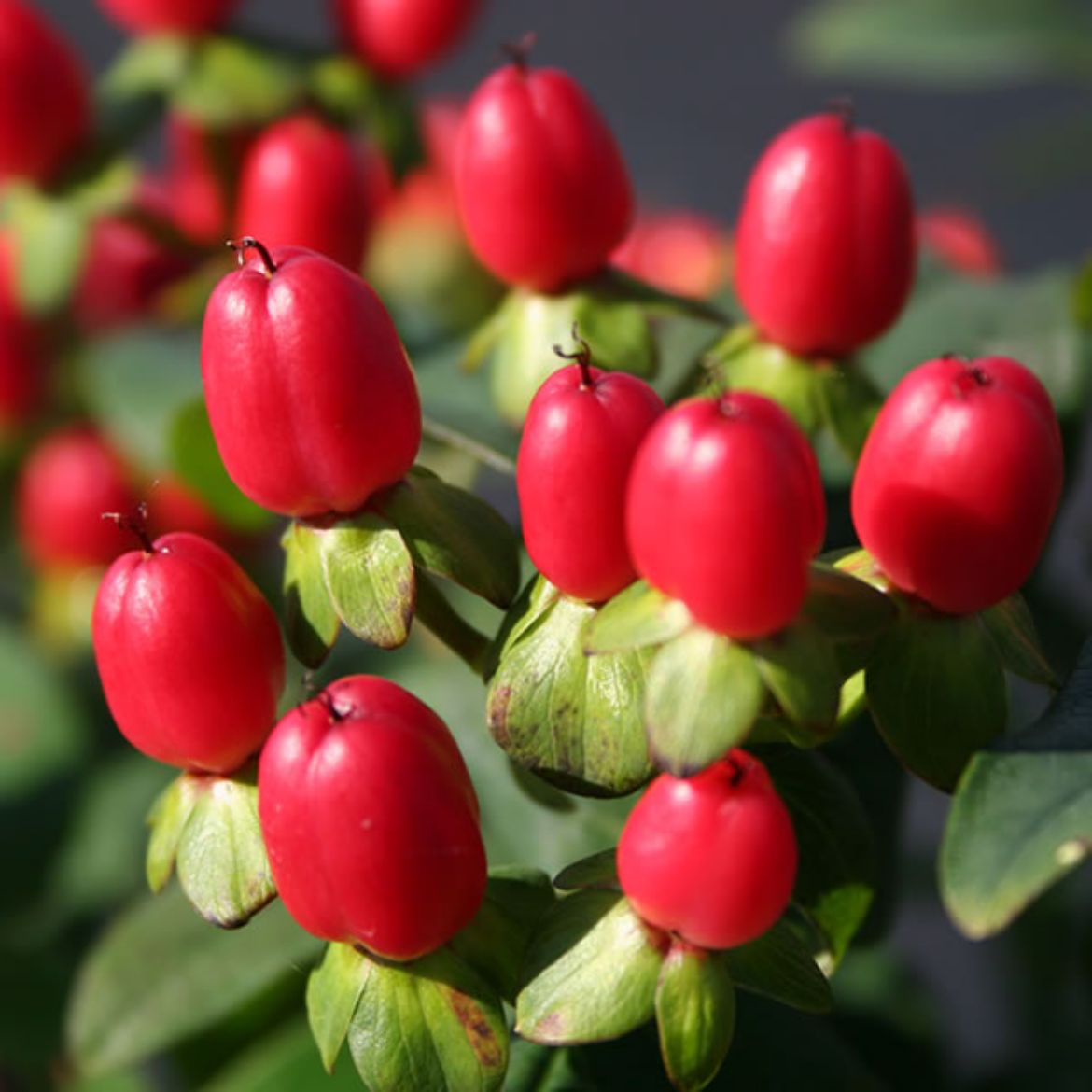 Picture of Hypericum ino. Red Fame