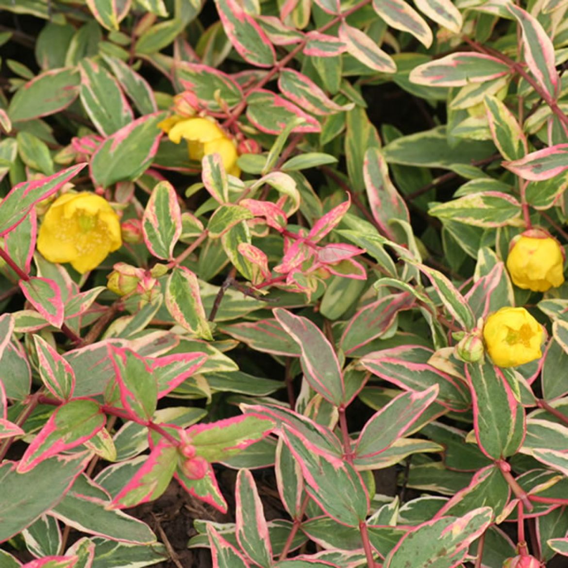 Picture of Hypericum x m. 'Tricolor'