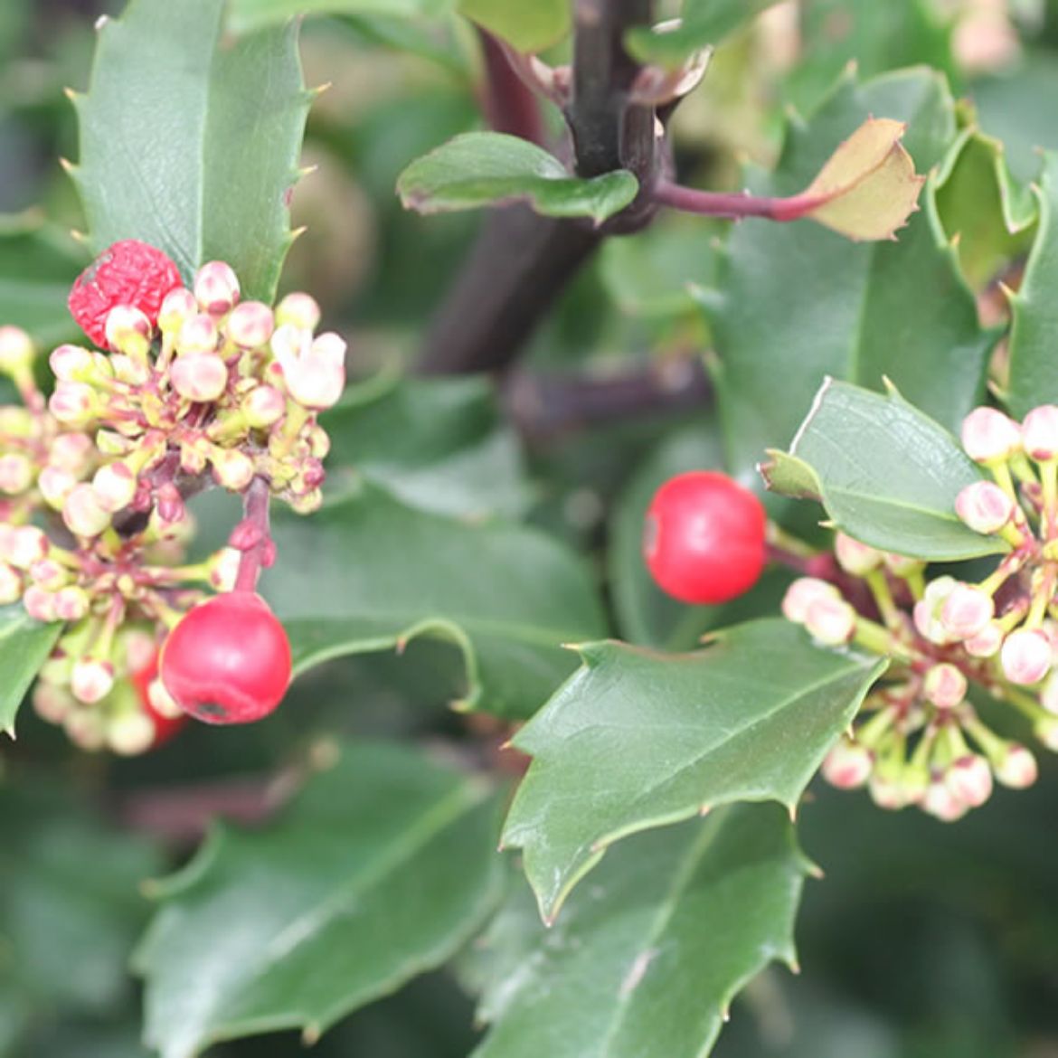 Overdevest Nurseries, LP-Ilex x m. 'Blue Princess'