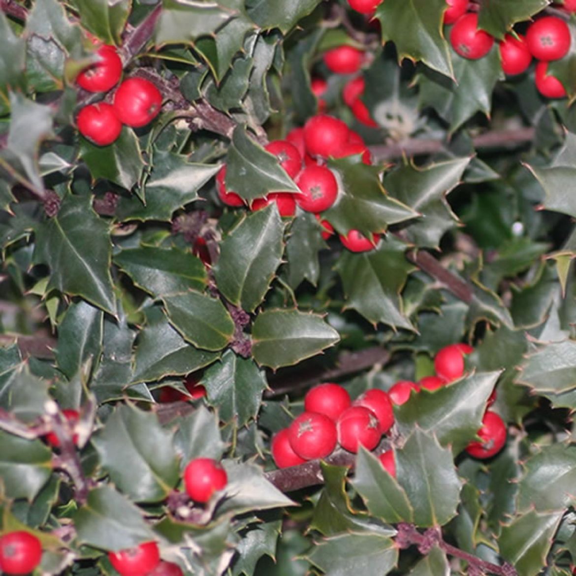 Picture of Ilex x Red Beauty®