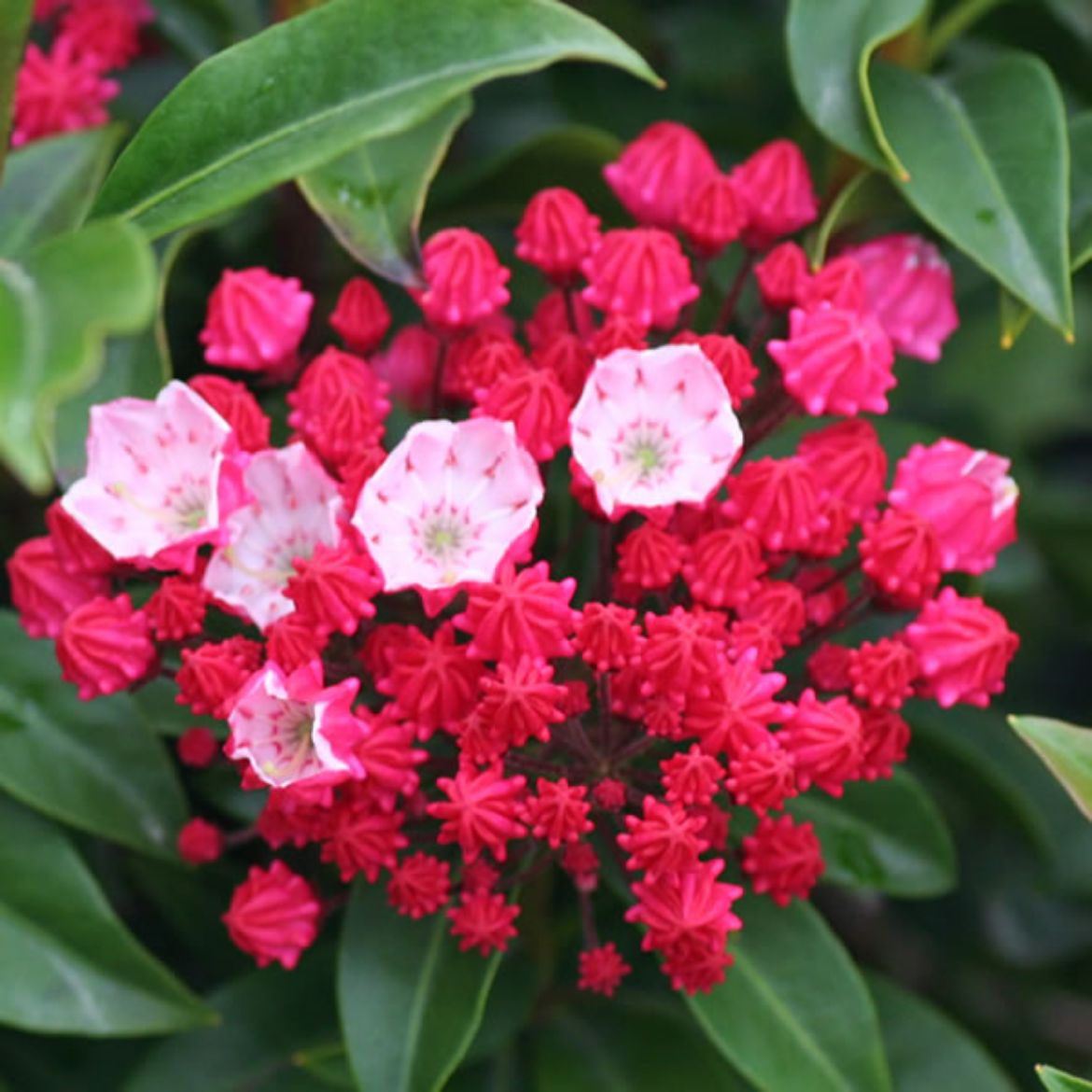 Picture of Kalmia lat. 'Ostbo Red'