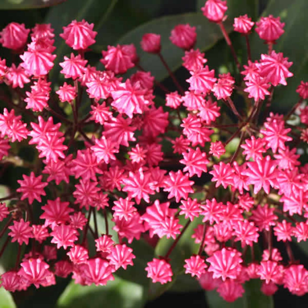 Picture of Kalmia lat. 'Pink Charm'