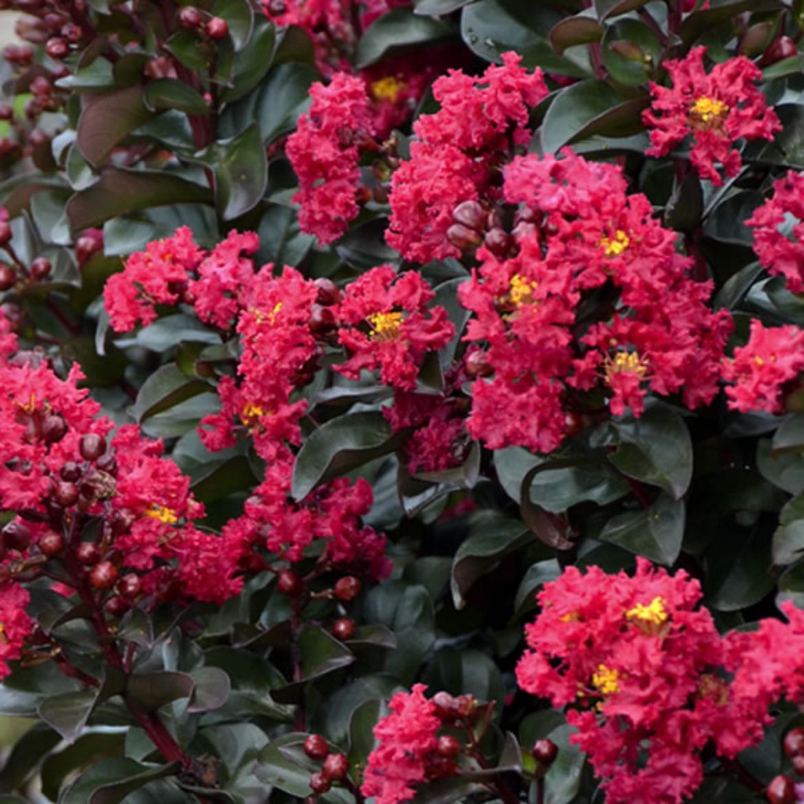 Picture of Lagerstroemia Barista® 'Cherry Mocha'