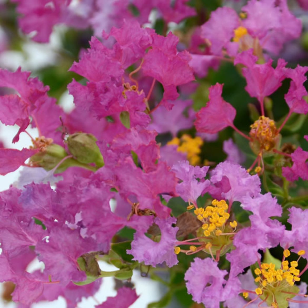 Picture of Lagerstroemia ind. Bellini® Grape