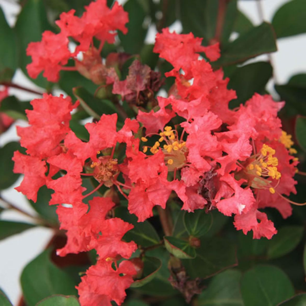 Picture of Lagerstroemia ind. Bellini® Raspberry