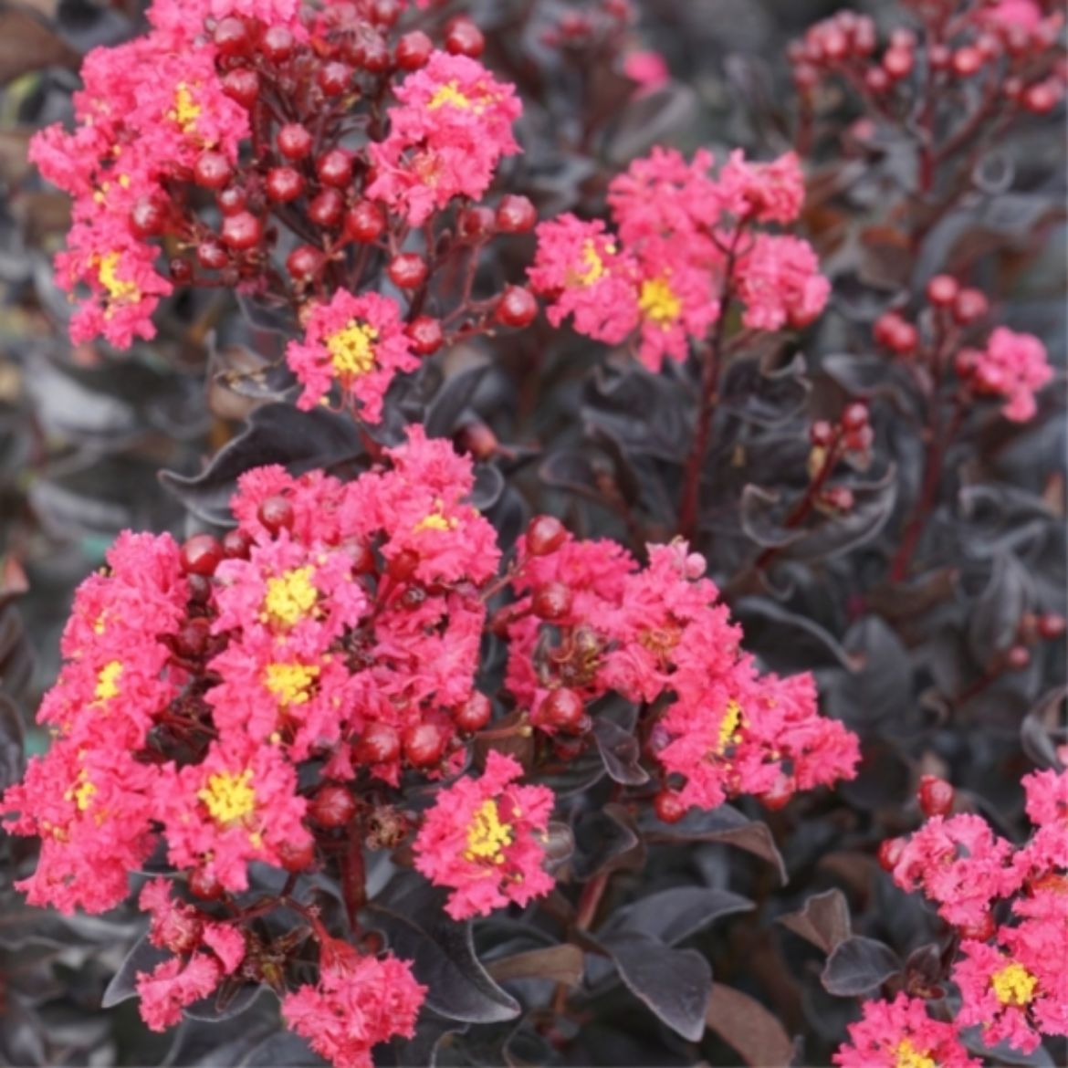 Picture of Lagerstroemia ind. Center Stage® Pink