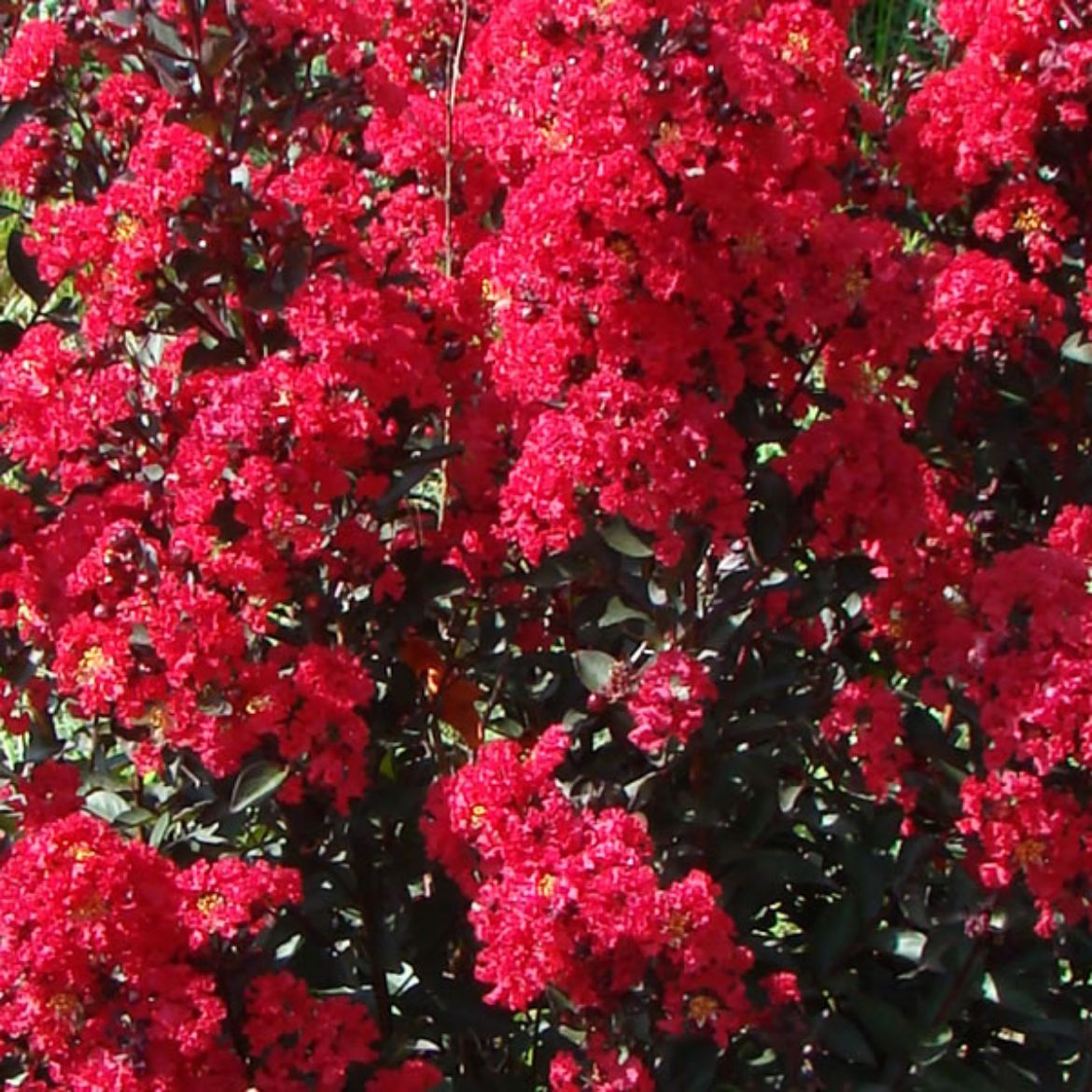 Picture of Lagerstroemia ind. Double Dynamite®