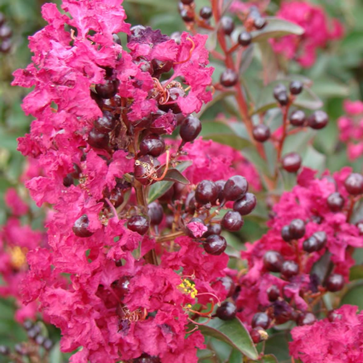 Picture of Lagerstroemia ind. Double Feature®