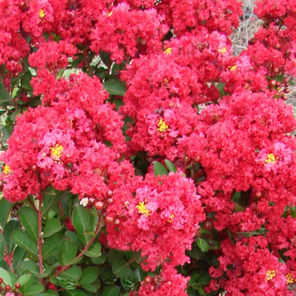 Picture of Lagerstroemia Enduring™ Red