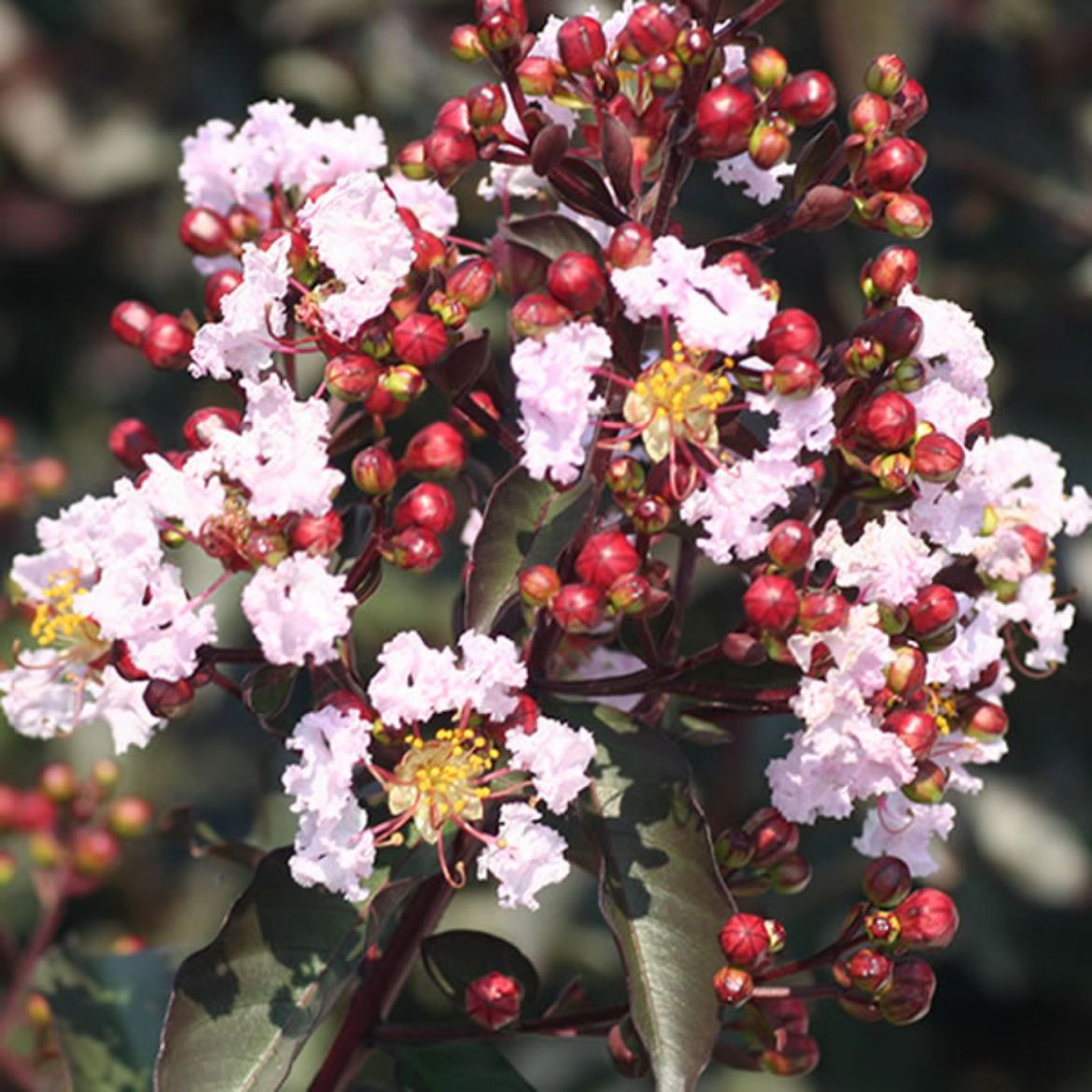 Picture of Lagerstroemia ind. Rhapsody in Pink®