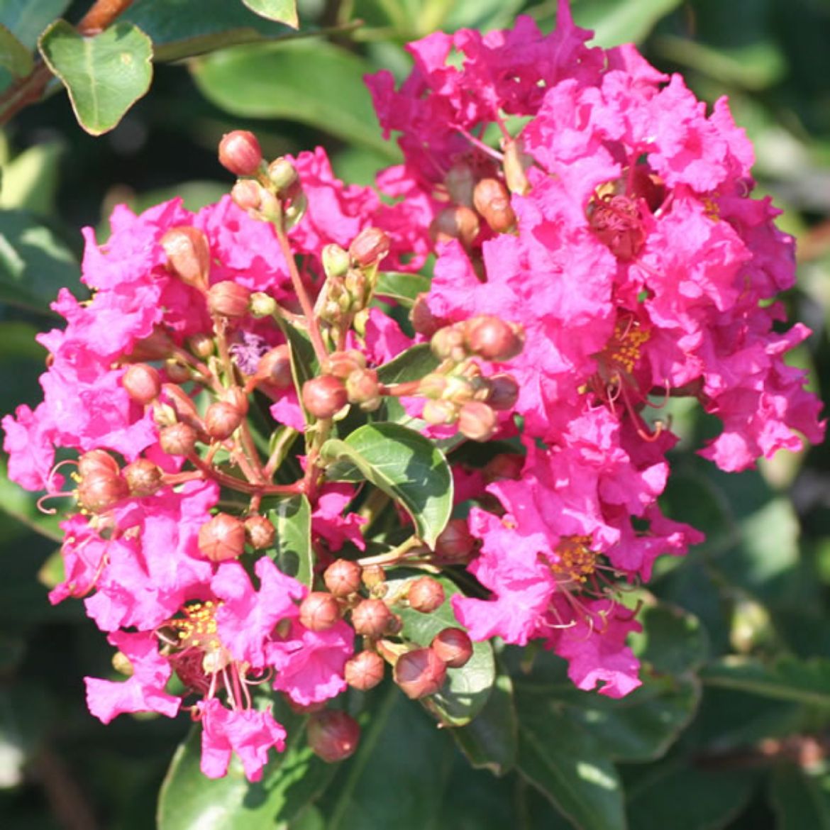 Picture of Lagerstroemia 'Tonto'