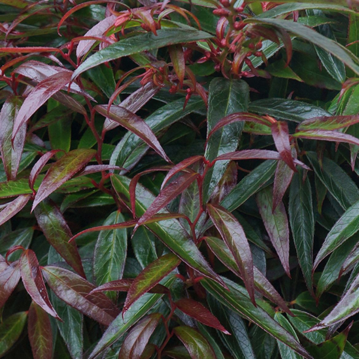 Picture of Leucothoe kei. Leafscape™ 'Burning Love'