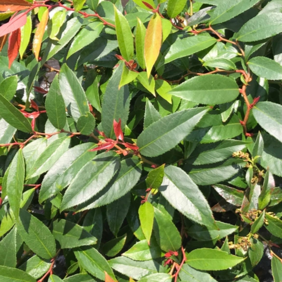 Picture of Leucothoe axi. 'Rejoyce'