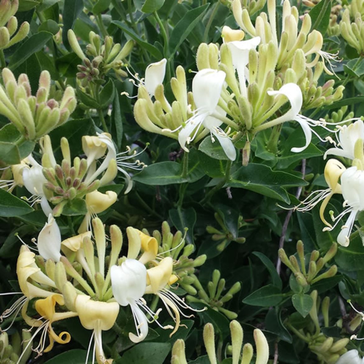 Picture of Lonicera per. 'Scentsation'
