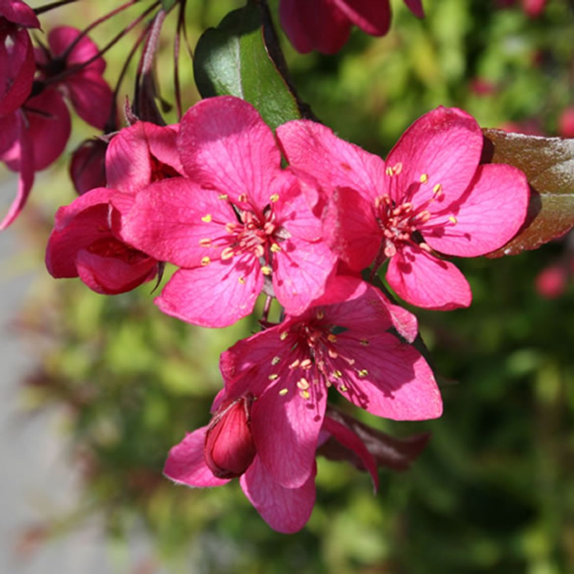 Picture of Malus Royal Raindrops®