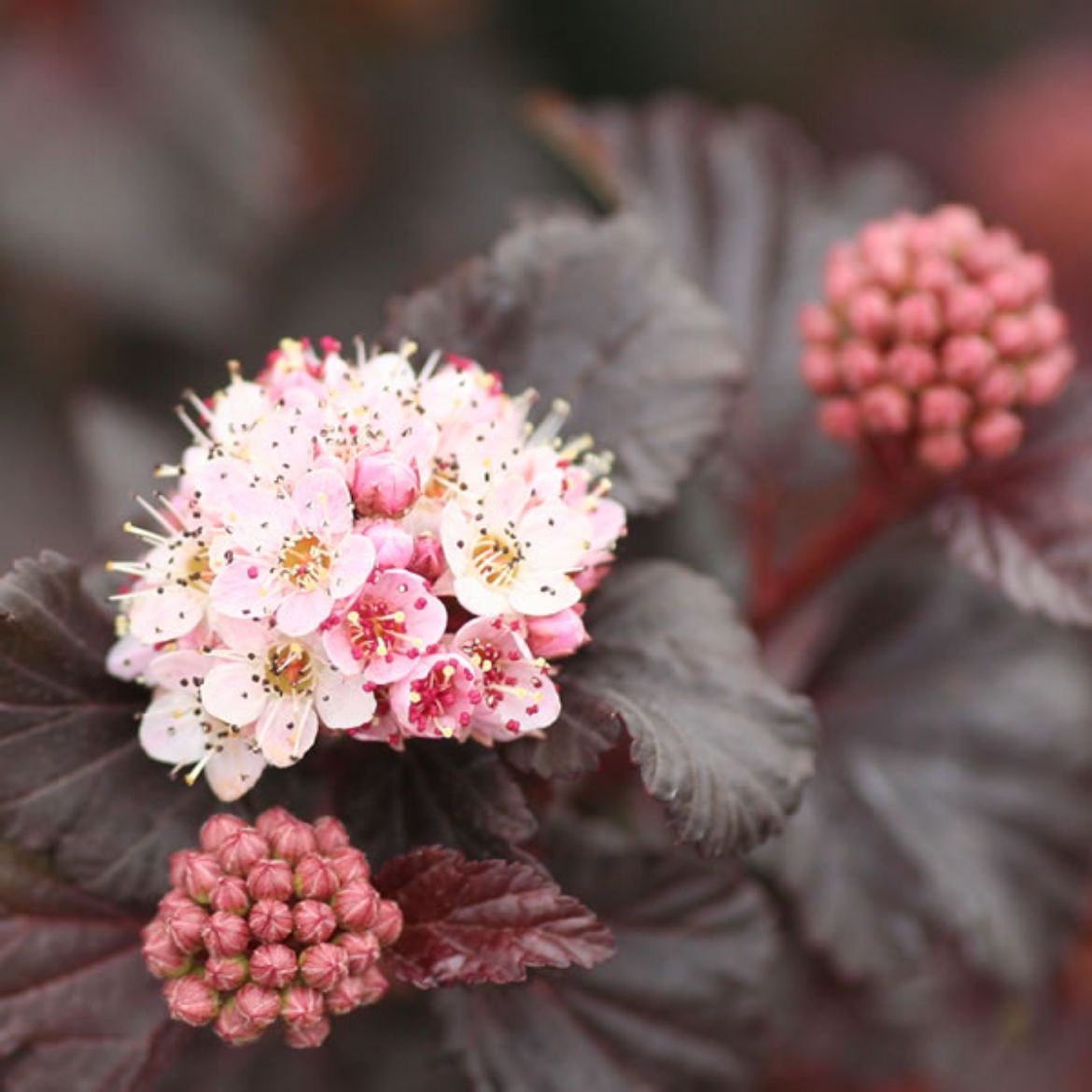 Picture of Physocarpus opu. 'Lady in Red'