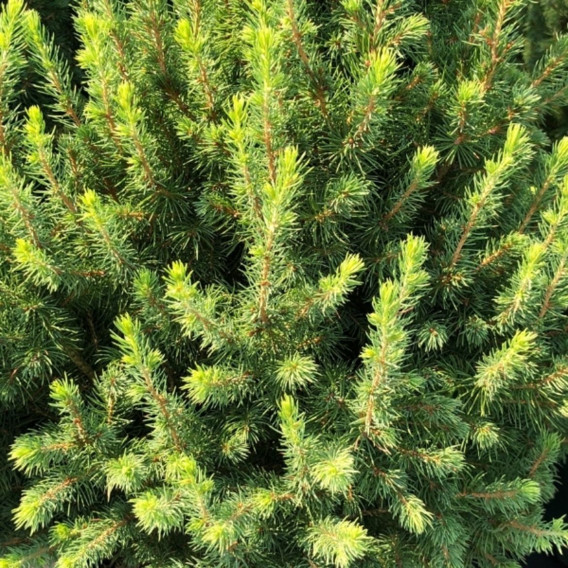 Picture of Picea gla. 'Conica'
