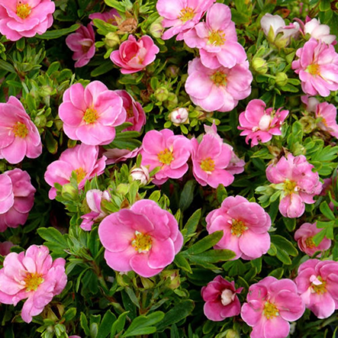 Picture of Potentilla fru. Happy Face® Pink Paradise