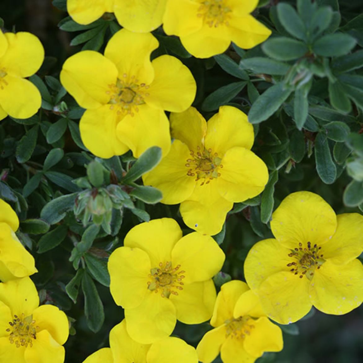 Picture of Potentilla fru. Happy Face® Yellow