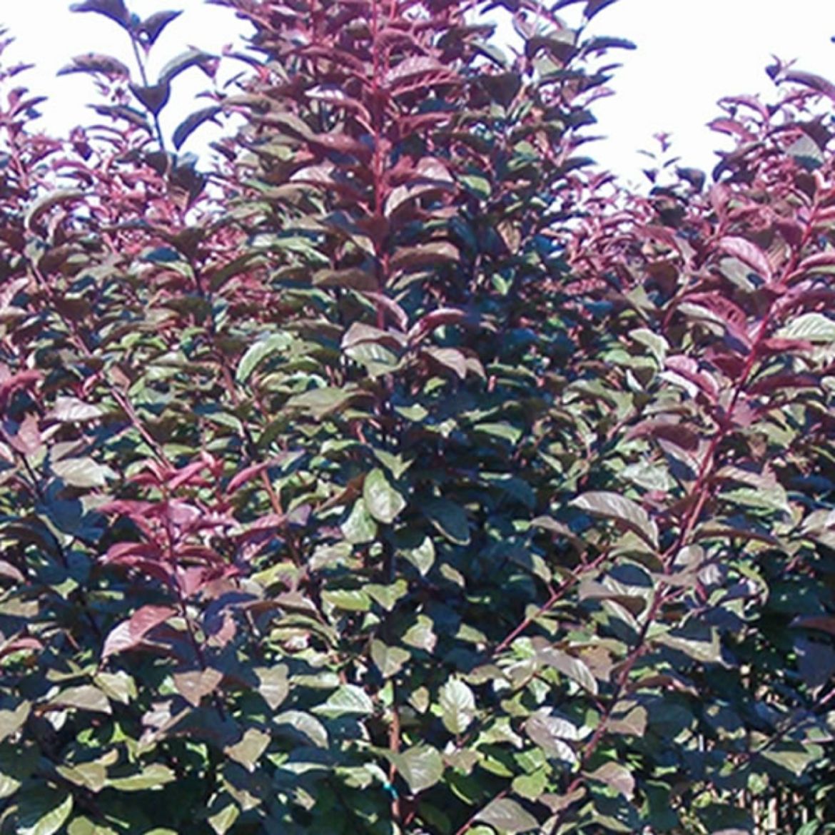 Picture of Prunus cer. Mt. St. Helens®