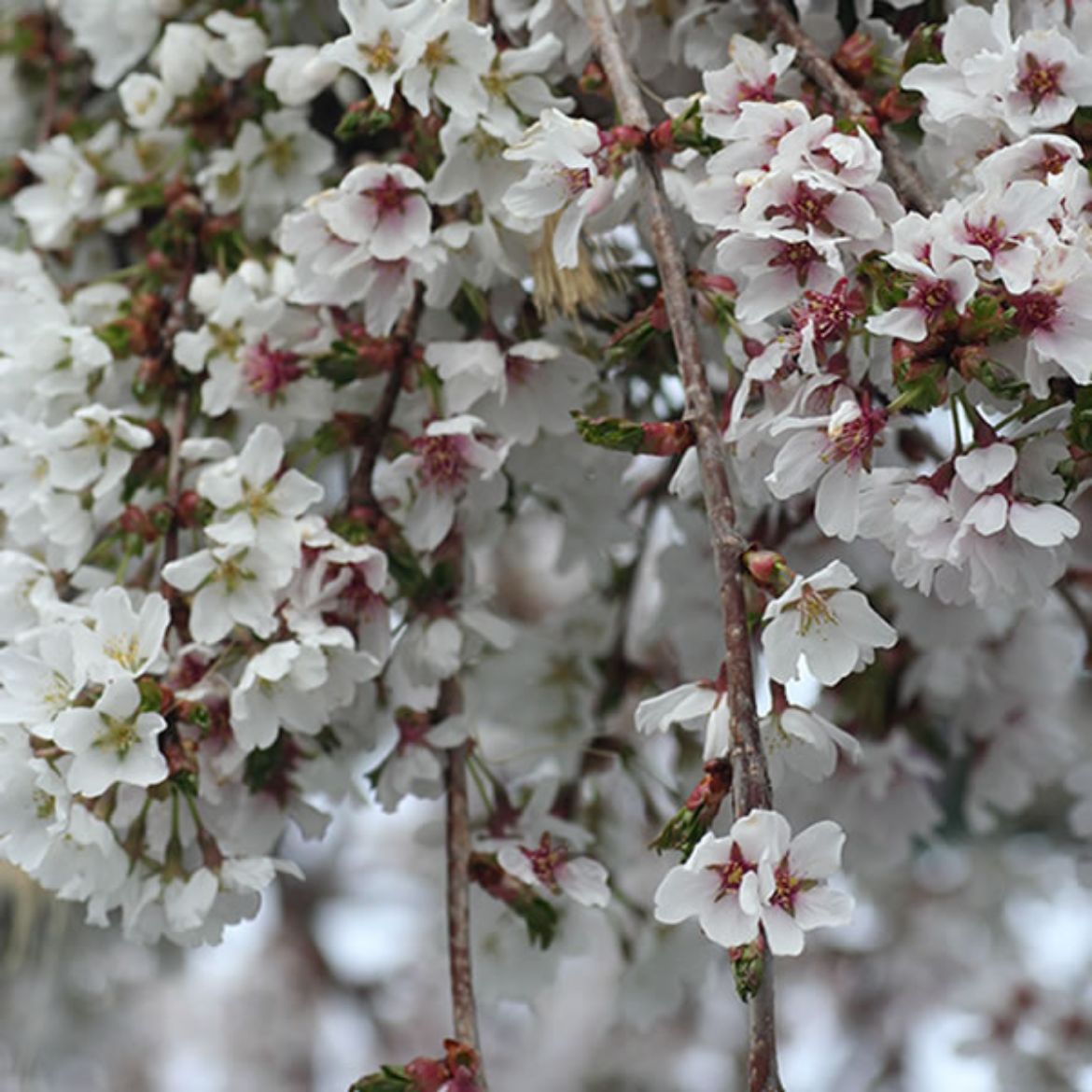 Picture of Prunus Snow Fountains®