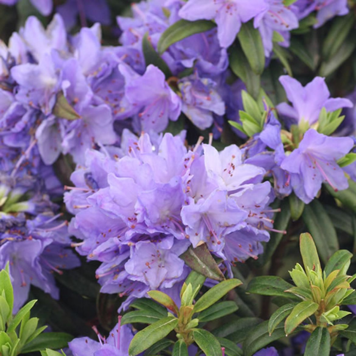 Picture of Rhododendron 'Blue Baron'