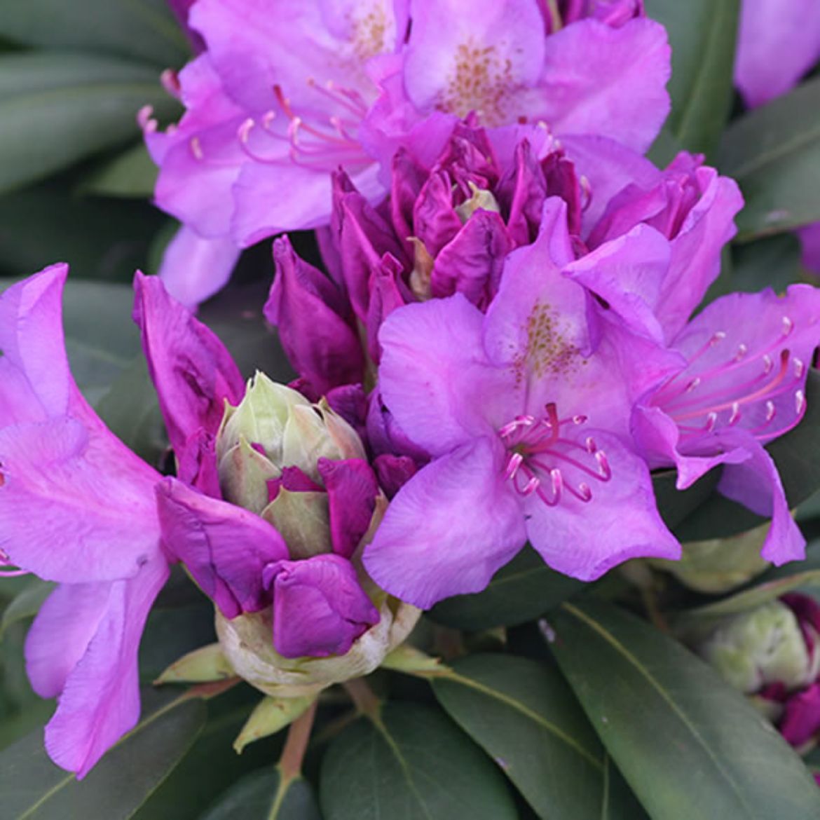 Picture of Rhododendron 'Catawbiense Boursault'