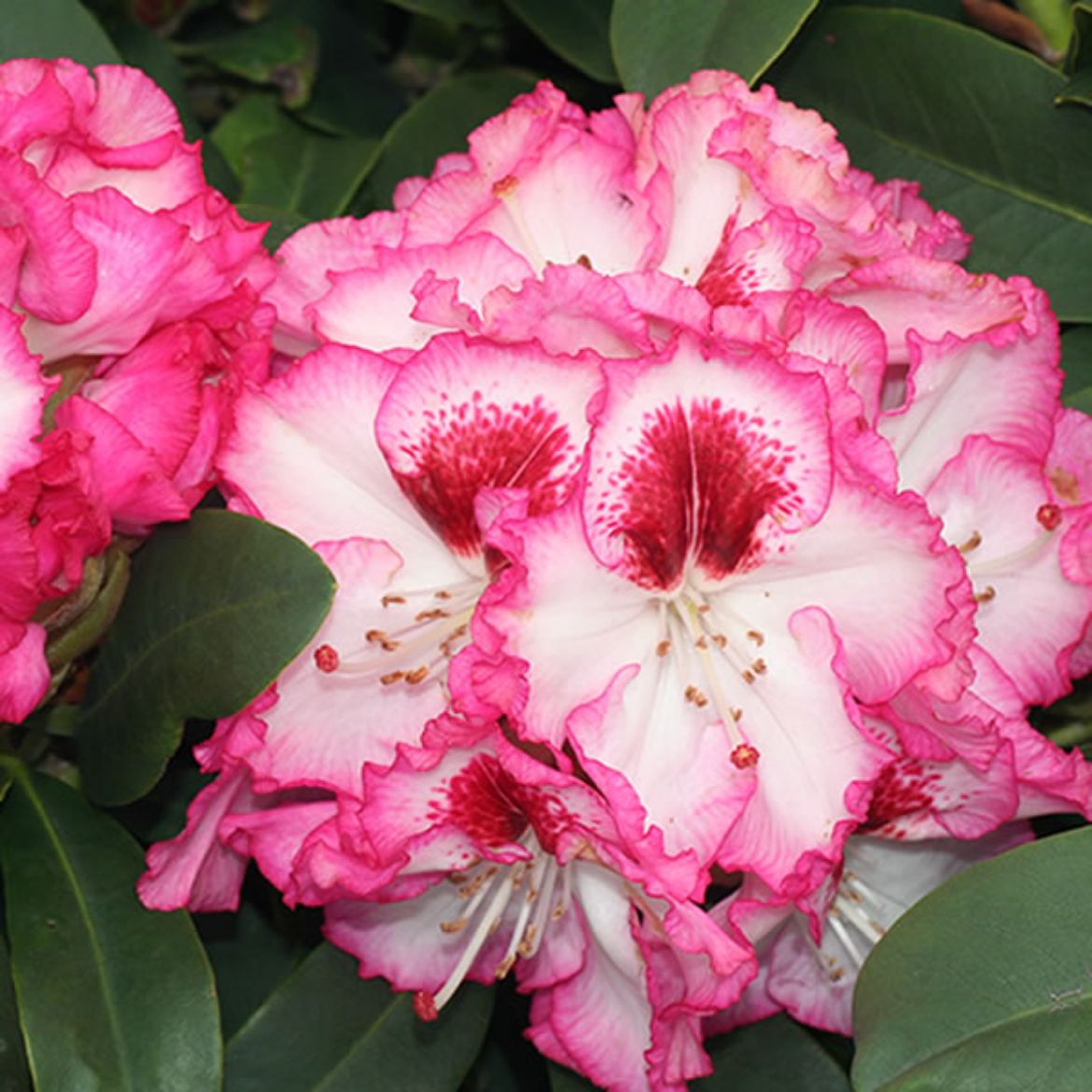 Picture of Rhododendron 'Cherry Cheesecake'