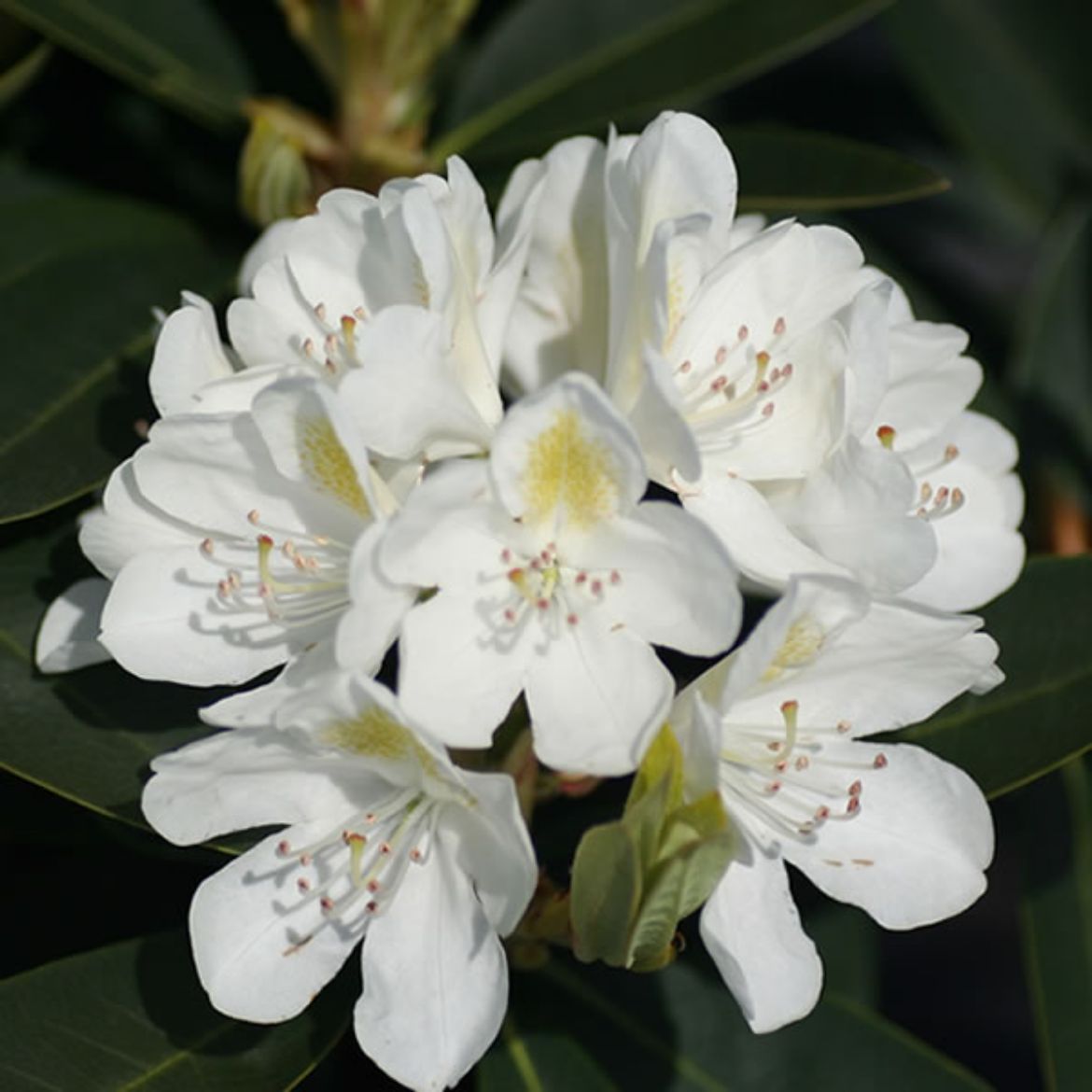 Picture of Rhododendron 'Chionoides'