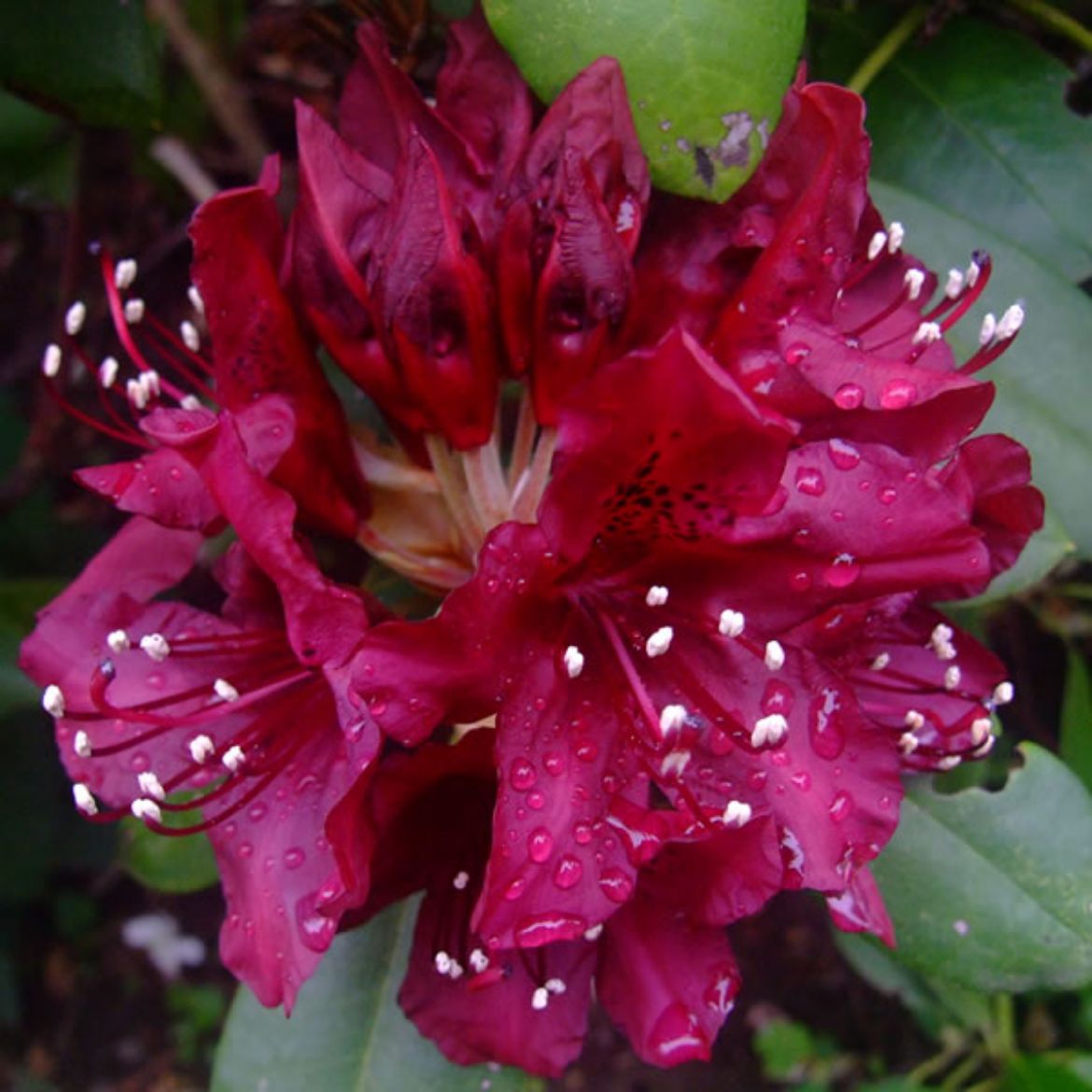 Picture of Rhododendron 'Dark Lord'